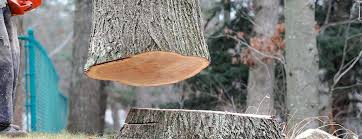 How Our Tree Care Process Works  in  Indian Harbour Beach, FL