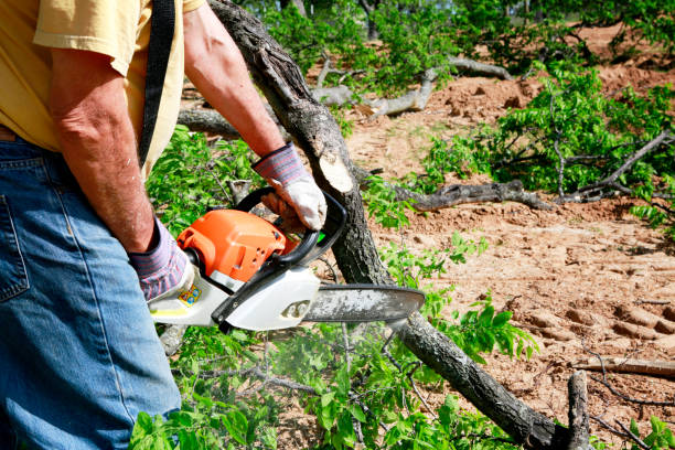 Best Tree Maintenance Programs  in Indian Harbour Beach, FL
